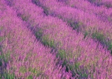 漂亮的紫色野花图片
