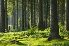 树木绿色的原始森林图片