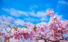 蓝天下美丽的桃花图片