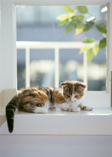 爱上趴在窗台上的小花猫图片