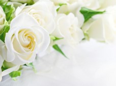 白色花白色玫瑰花图片