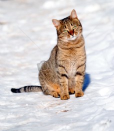 宠物医院雪地里的猫咪
