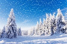 雪山雪中洁白的雪地和树林图片