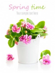 木桶绿叶与粉色花朵图片