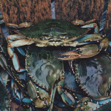 动物食品海洋大自然野生动物海洋食品螃蟹