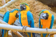 鸟类动物自然动物动物园鸟类热带鹦鹉金刚鹦鹉