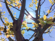 树木树叶自然天空晴朗的天气阳光树木叶子金性质壁纸中午