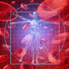 人体模型与红细胞图片