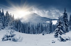 雪山朝阳下的高山树林和雪地图片