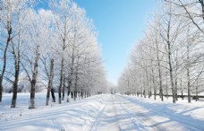 雪山一望无际两排树冬景图片