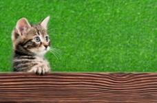木板后的小猫图片