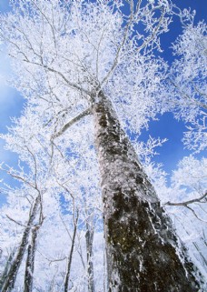冬天雪景冬天的树林雪景图片