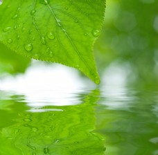 绿色叶子绿叶露珠与水面倒影图片